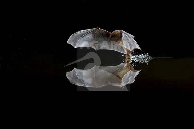 Watervleermuis jagend boven water; Daubentons bat hunting near water stock-image by Agami/Theo Douma,