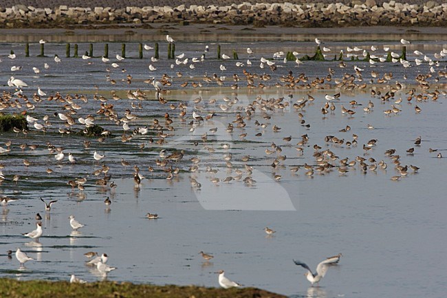 Waders after high tide; Steltlopers na vloed stock-image by Agami/Arie Ouwerkerk,