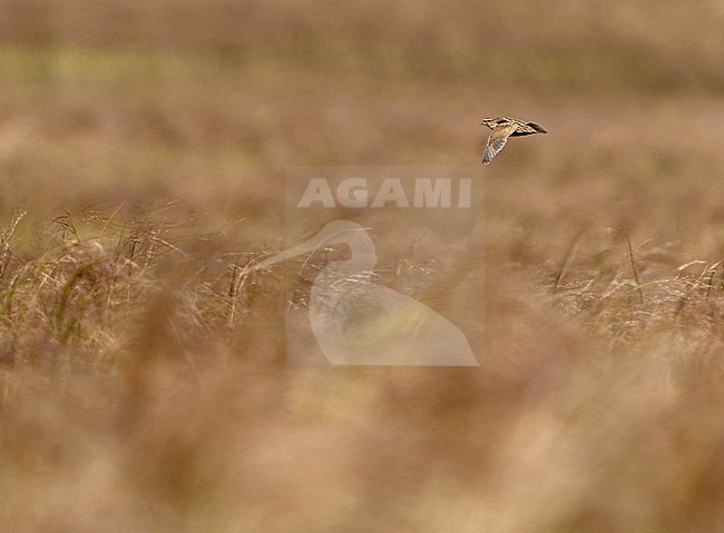 Japanese Quail (Coturnix japonica) during autumn migration in Mongolia. stock-image by Agami/Dani Lopez-Velasco,