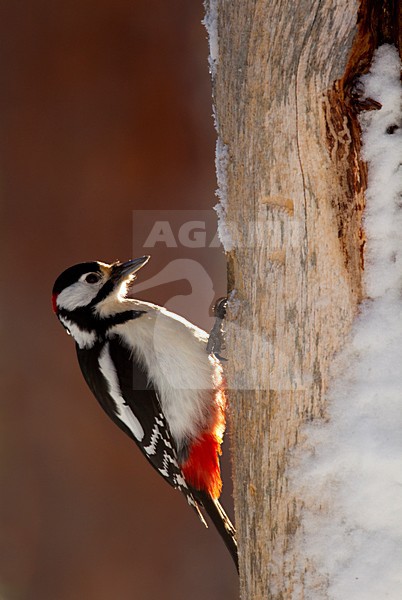 Grote Bonte Specht zittend tegen boom; Great Spotted Woodpecker perched at tree stock-image by Agami/Danny Green,