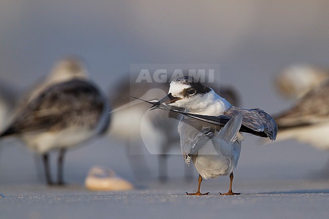 Presumed Saunder's Tern - Orientseeschwalbe - Sternula saundersi, Oman stock-image by Agami/Ralph Martin,