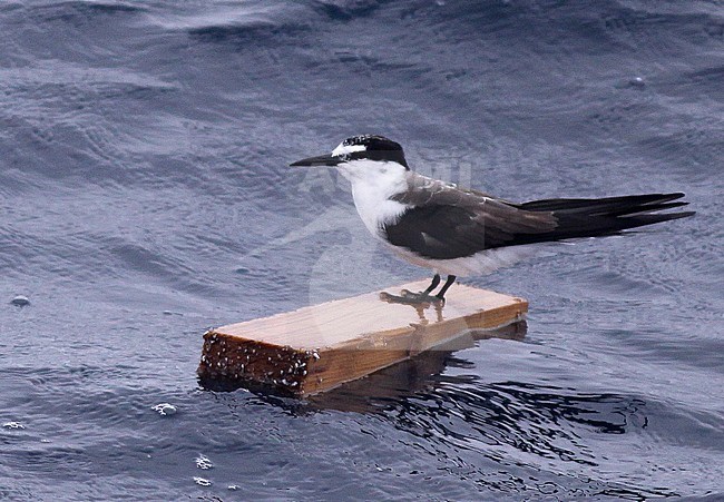 Adult Bridled Tern (Onychoprion anaethetus melanoptera) in autumn perched on drift wood in the west Atlantic Ocean off the United States. stock-image by Agami/Ian Davies,