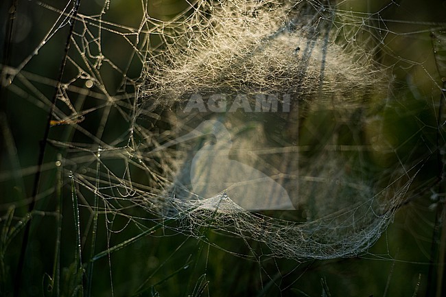 Neriene radiata - Filmy dome spider, Russia (Baikal) stock-image by Agami/Ralph Martin,