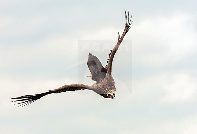 Cinereous vulture (Aegypius monachus) in Extremadura, Spain. Also known as the black vulture, Eurasian black vulture, and monk vulture. stock-image by Agami/Marc Guyt,