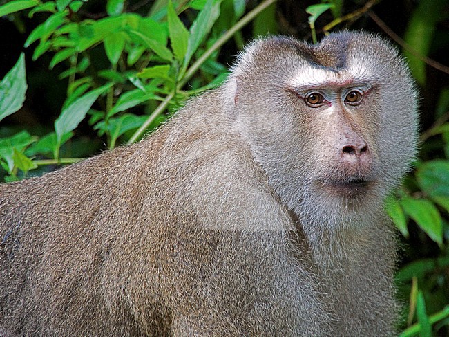 Mannetje Lampongaap, Male Southern pig-tailed macaque stock-image by Agami/Alex Vargas,