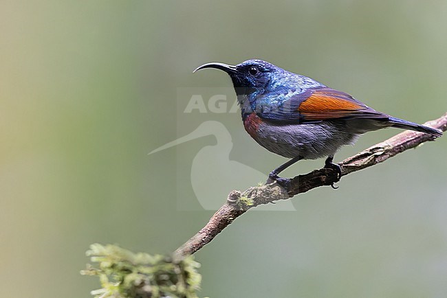 Rufous-winged Sunbird (Cinnyris rufipennis) a vulnerable species and endemic to Tanzania. stock-image by Agami/Dubi Shapiro,