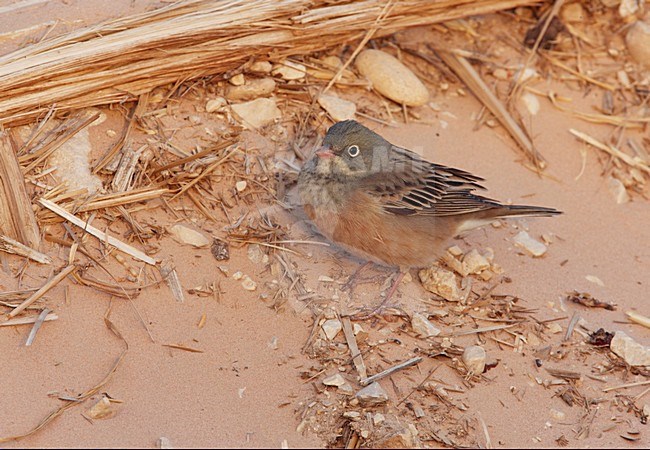 Mannetje Ortolaan in zit; Male Ortolan Bunting perched stock-image by Agami/Markus Varesvuo,