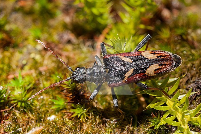 Rhagium bifasciatum - Two-banded Longhorn beetle - Gelbbindige Zangenbock, Germany (Baden-Württemberg), imago stock-image by Agami/Ralph Martin,