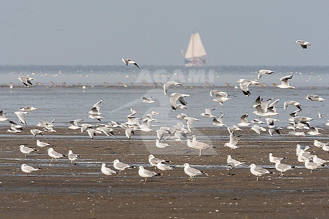 Zilvermeeuw groep in Westhoek; Herring Gull flock at Westhoek stock-image by Agami/Marc Guyt,
