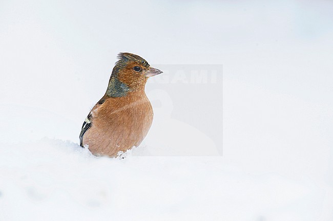 Male Common Chaffinch (Fringilla coelebs) standing in the snow stock-image by Agami/Alain Ghignone,