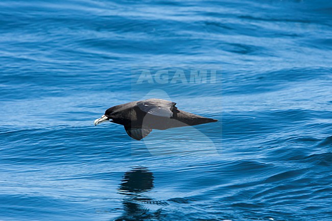 Witkinstormvogel in vlucht, White-chinned Petrel in flight stock-image by Agami/Wil Leurs,