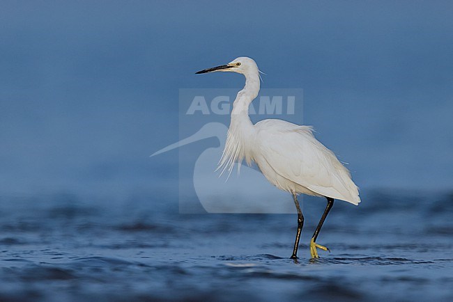 Little Egret (Egretta garzetta), side view of an adult standing in the water, Campania, Italy stock-image by Agami/Saverio Gatto,