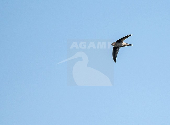 Germain's swiftlet (Aerodramus fuciphagus germani) in Thailand. Subspecies of edible-nest swiftlet, also known as the white-nest swiftlet. stock-image by Agami/Pete Morris,