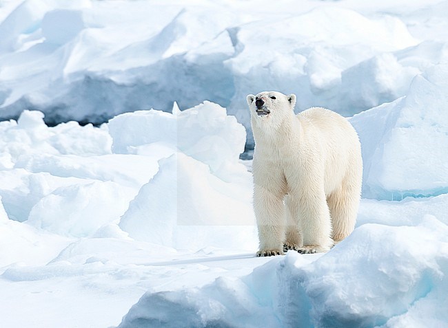 Adult Polar Bear (Ursus maritimus) walking in the snow, past the expedition cruise ship in Svalbard, arctic Norway. Seen from the front stock-image by Agami/Roy de Haas,