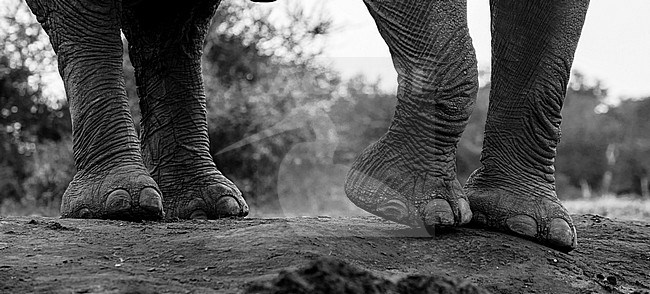 Close up of an African elephant's feet, Loxodonta africana. Mashatu Game Reserve, Botswana. stock-image by Agami/Sergio Pitamitz,