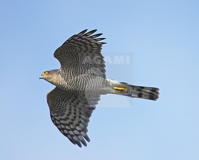 Sperwer in vlucht; Sparrowhawk in flight stock-image by Agami/Markus Varesvuo,