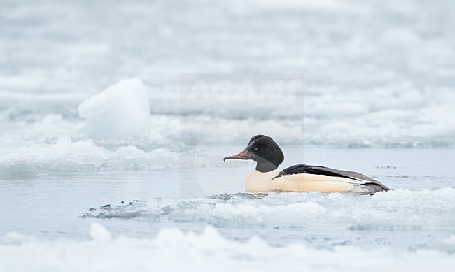 Mannetje Grote Zaagbek; Male Goosander stock-image by Agami/Markus Varesvuo,