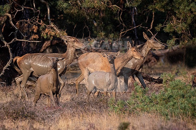 Red, Deer; Cervus elaphus; three hinds and two founds on their way after having taken a mud bath. stock-image by Agami/Hans Germeraad,