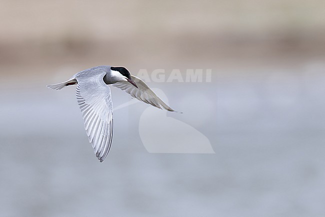 adult whiskered tern (chlidonias hybrida) in breeding plumage in flight carrying a small fish,, found at Buir Lake (Buir Nuur) in Dornod Aimag in Mongolia stock-image by Agami/Mathias Putze,