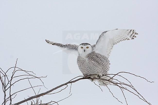 Sneeuwuil opvliegend van tak; Snowy Owl flying up from branch branch stock-image by Agami/Chris van Rijswijk,
