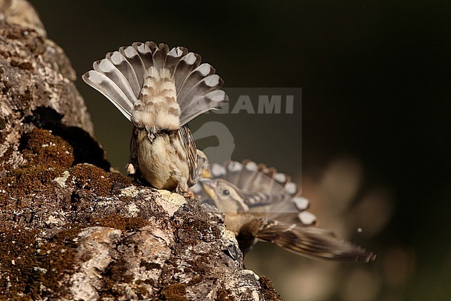 Rock Sparrow showing undertail pattern at Sierra de San Pedro, Extremadura, Spain. stock-image by Agami/Helge Sorensen,