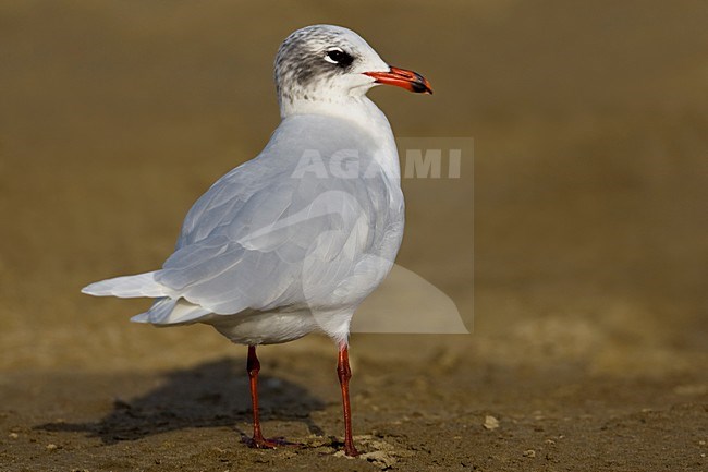 Volwassen Zwartkopmeeuw in winterkleed; Adult Mediterranean Gull in winter plumage stock-image by Agami/Daniele Occhiato,