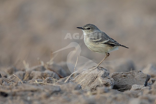 Short-tailed Field Tyrant (Muscigralla brevicauda) at Mejía, Peru. stock-image by Agami/Tom Friedel,