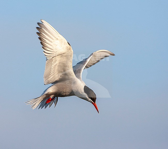 Common Tern (Sterna hirundo hirundo) in the Netherlands. Adult hovering in mid air, looking for something to eat. stock-image by Agami/Marc Guyt,