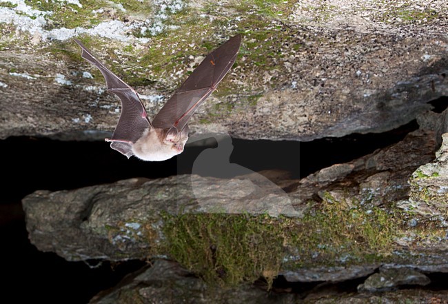 Grote Hoefijzerneus verlaat grot, Greater Horseshoe Bat leaving cave stock-image by Agami/Theo Douma,