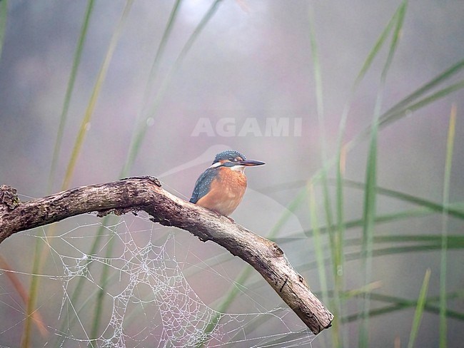 Common Kingfisher (Alcedo atthis) perched in early morning with spiderweb stock-image by Agami/Roy de Haas,