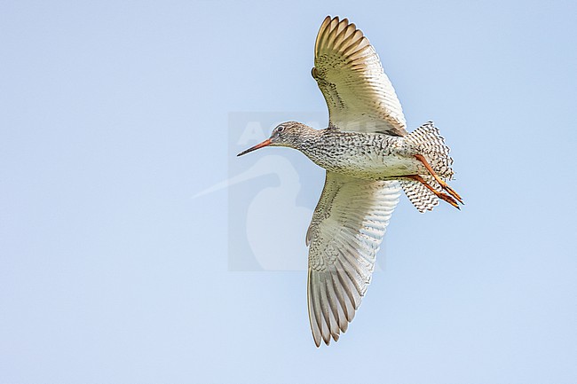  stock-image by Agami/Menno van Duijn,