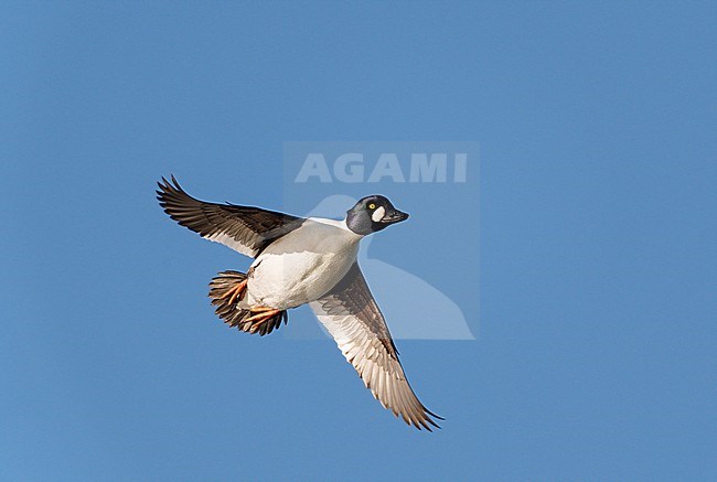 Adult male Common Goldeneye (Bucephala clangula) flying against a blue sky showing underside stock-image by Agami/Ran Schols,