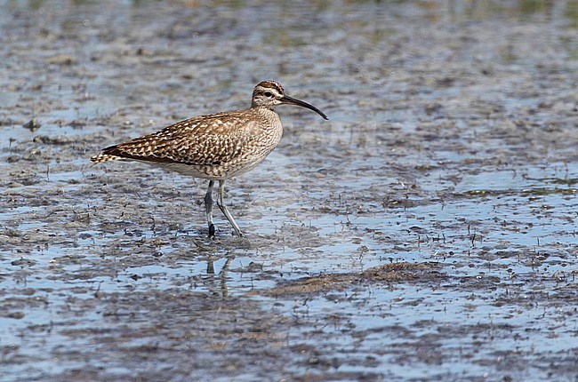 Wintering Eurasian Whimbrel (Numenius phaeopus) in South Africa. Standing still on coastal mud flats. stock-image by Agami/Karel Mauer,