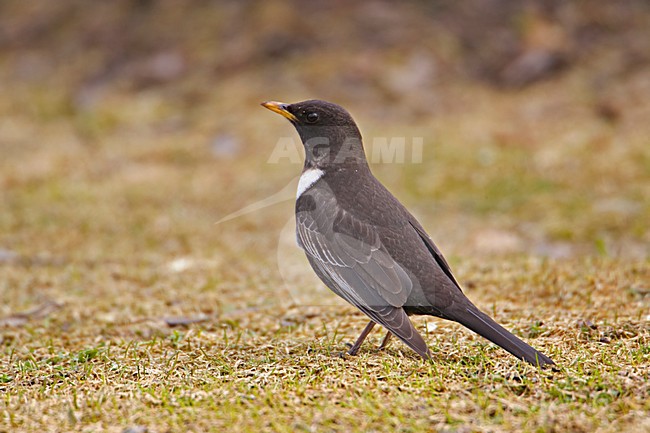 Ring Ouzel male standing on the ground; Beflijster man staand op de grond stock-image by Agami/Markus Varesvuo,
