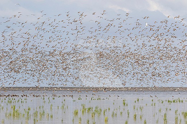 A sky filled with thousands of Bar-tailed Godwit, Common Redshanks, Dunlins and many more species at the Waddensea in Friesland. Sleeping waders make up the foreground of this image. stock-image by Agami/Jacob Garvelink,
