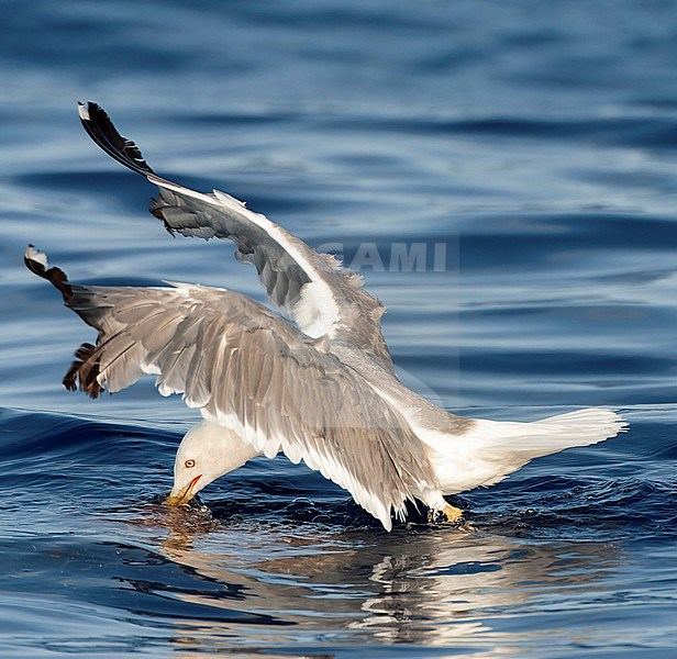 Adult Yellow-legged Gull (Larus michahellis michahellis) foraging at sea in Madeira. Flying above the ocean. stock-image by Agami/Marc Guyt,