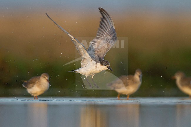 Bading Whiskered Tern - Weissbart-Seeschwalbe - Chlidonias hybrida hybrida, Oman, 1st Winter plumage stock-image by Agami/Ralph Martin,