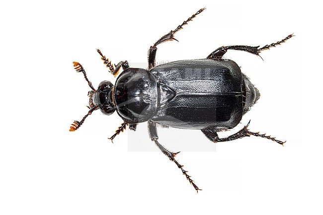 Black Sexton Beetle, Nicrophorus humator stock-image by Agami/Wil Leurs,