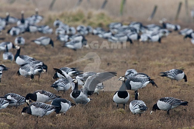 Groep Brandganzen in weiland; Group of Barnacle Geese in meadow stock-image by Agami/Menno van Duijn,