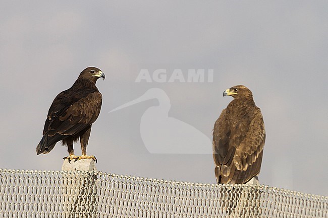 Greater Spotted Eagle - Schelladler - Aquila clanga, Oman, adult with Steppe Eagle stock-image by Agami/Ralph Martin,