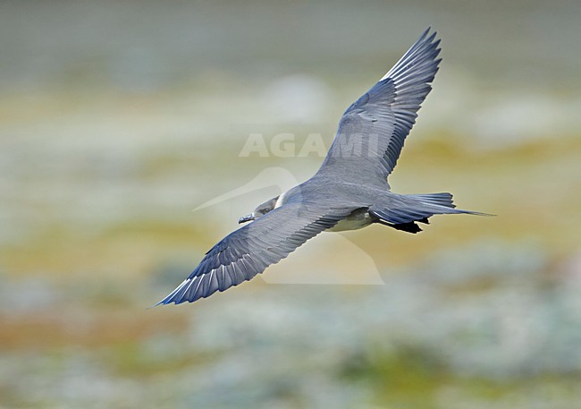 Arctic Skua flying; Kleine Jager vliegend stock-image by Agami/Markus Varesvuo,
