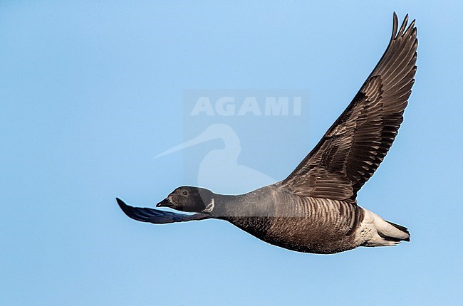 Wintering Dark-bellied Brent Goose (Branta bernicla bernicla) in Norfolk, England. stock-image by Agami/Marc Guyt,
