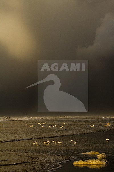 Drieteenstrandlopers in hun overwinteringsgebied; Sanderlings in their wintering habitat stock-image by Agami/Menno van Duijn,
