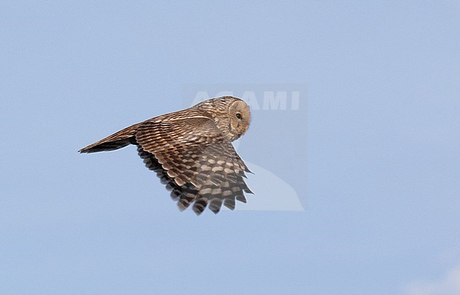 Ural Owl (Strix uralensis nikolskii) in flight in Mongolia. Seen from the side, against a blue sky as a background. stock-image by Agami/Dani Lopez-Velasco,