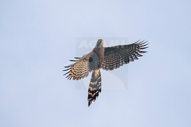 Adult Long-tailed Hawk, Urotriorchis macrourus, in Ghana. stock-image by Agami/Pete Morris,