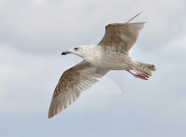 First-winter Viking Gull (hybrid Glaucous x Herring Gull) on the beach of Noordwijk in the Netherlands. stock-image by Agami/Casper Zuijderduijn,