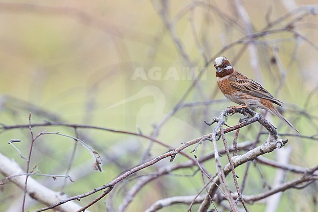 Adult male Pine Bunting (Emberiza leucocephalos leucocephalos) perched in a tree near lake Baikal in Russia. stock-image by Agami/Ralph Martin,