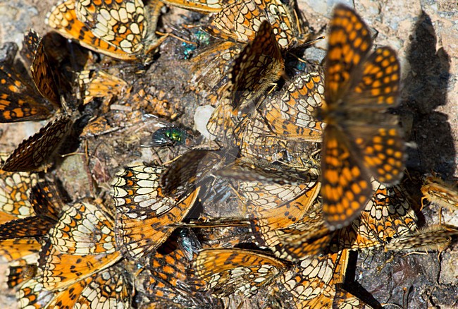 Oostelijke parelmoervlinders, Assmann's Fritillaries stock-image by Agami/Rob de Jong,