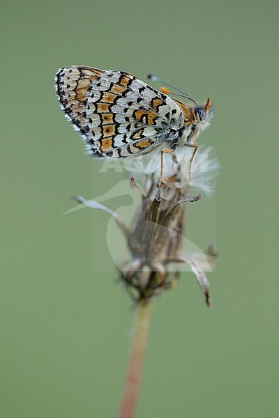 Glanville Fritillary resting on small plant in Mercantour in France. stock-image by Agami/Iolente Navarro,