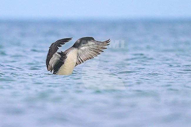 Northern great diver (Gavia immer) flapping its wings, with the sea as background. stock-image by Agami/Sylvain Reyt,